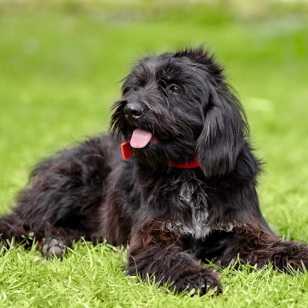 Onix, an adopted mixed breed in Morristown, NJ image 2/6