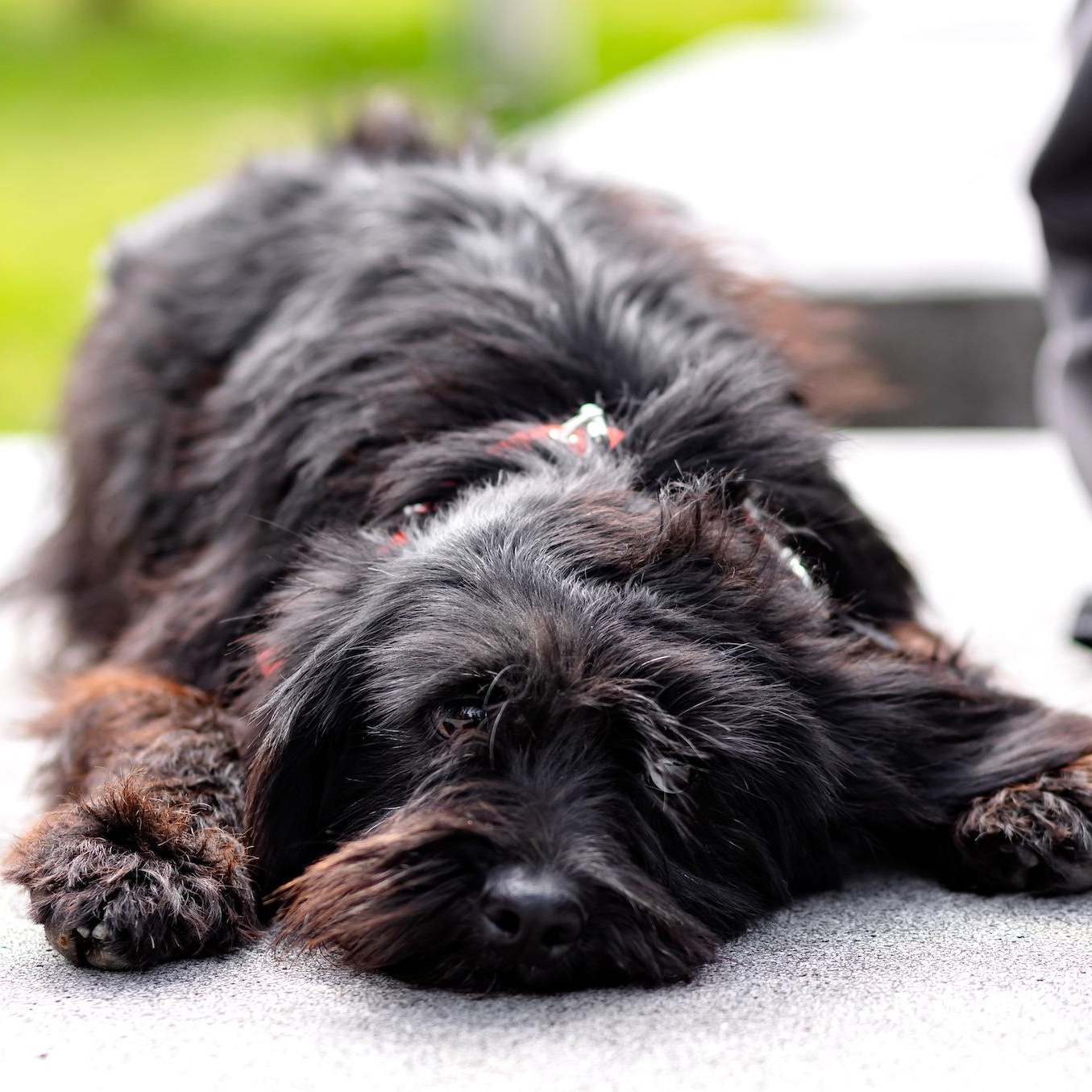 Onix, an adopted mixed breed in Morristown, NJ image 4/6