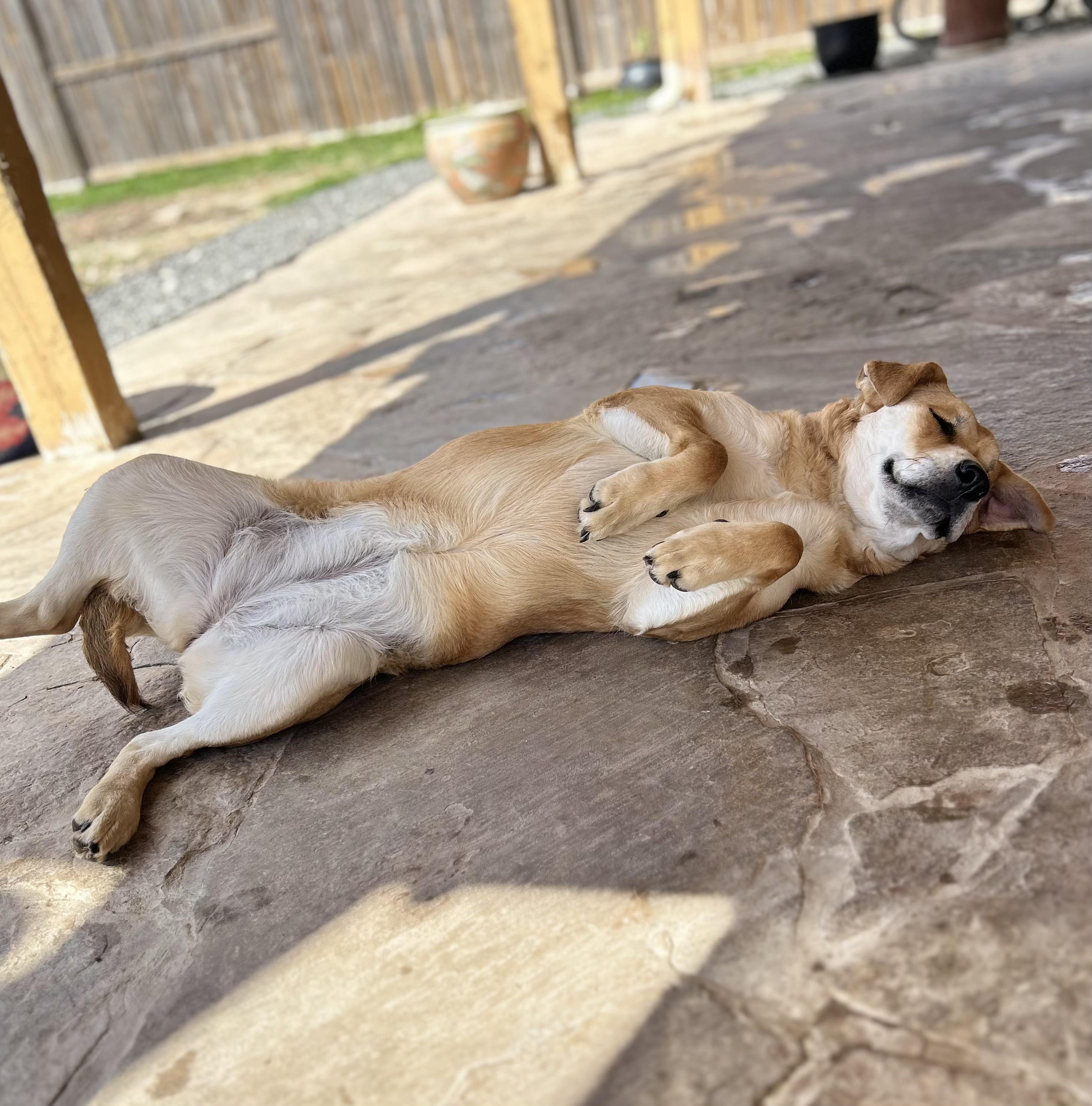Enlarge Jolene, a Adoptable mixed breed in Forest Hills, NY image 3/6