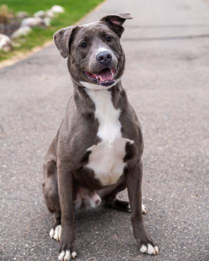Arlo, Adoptable, Puppy Male American Bulldog & Mixed Breed.