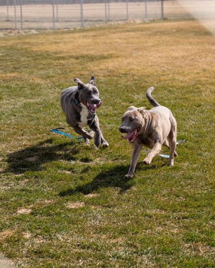 Enlarge Arlo, a Adoptable mixed breed in Pequot Lakes, MN image 2/3