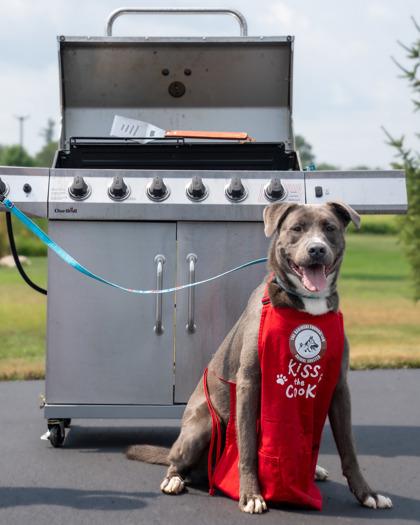 Enlarge Arlo, a Adoptable mixed breed in Pequot Lakes, MN image 3/3