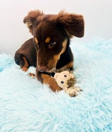 Enlarge Wallaroo, an adopted Australian Shepherd in Covington, LA image 2/6