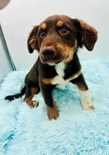 Enlarge Wallaroo, an adopted Australian Shepherd in Covington, LA image 6/6