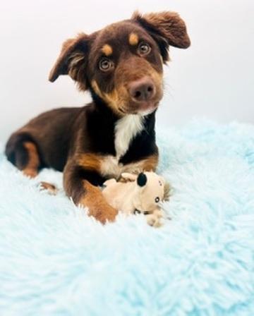 Wallaroo, adopted, Puppy Female Australian Shepherd.