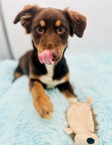Enlarge Wallaroo, an adopted Australian Shepherd in Covington, LA image 5/6