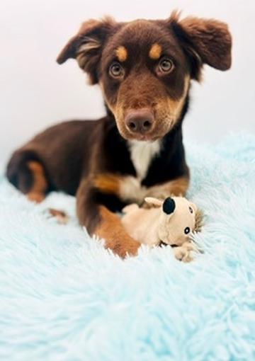 Enlarge Wallaroo, an adopted Australian Shepherd in Covington, LA image 3/6