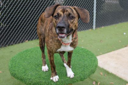 Enlarge Boots, a Adoptable mixed breed in Kansas City, MO image 1/2