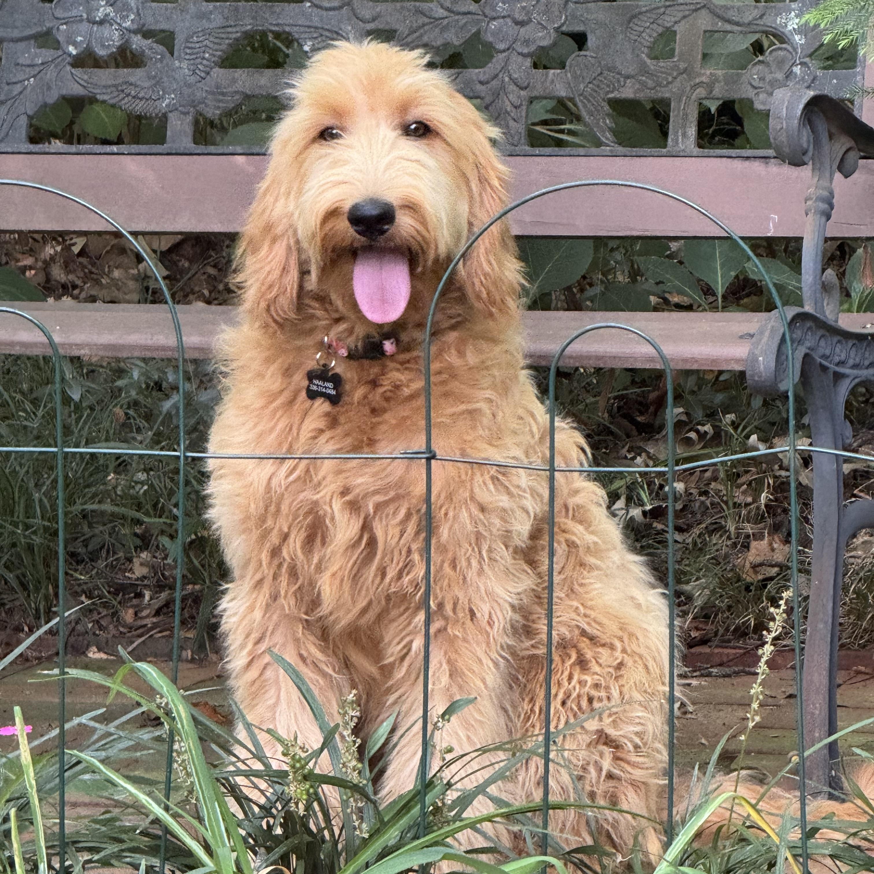 Cheyenne, Adoptable, Puppy Female Goldendoodle.
