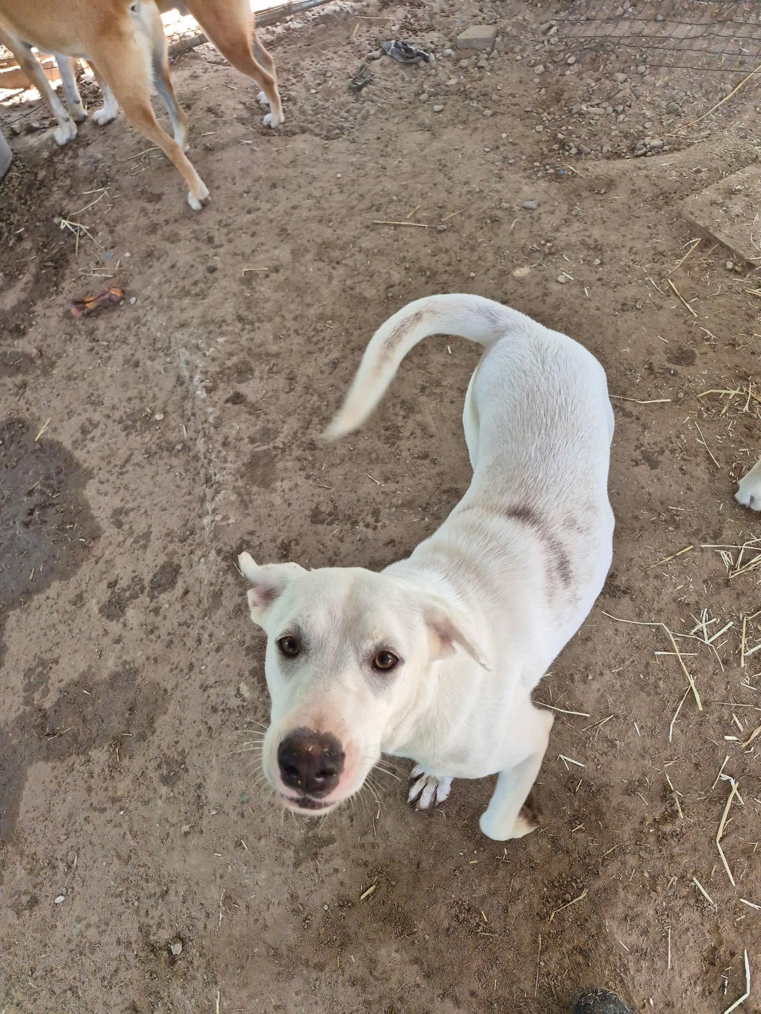 Enlarge Dot, a Adoptable mixed breed in Dallas, TX image 2/3