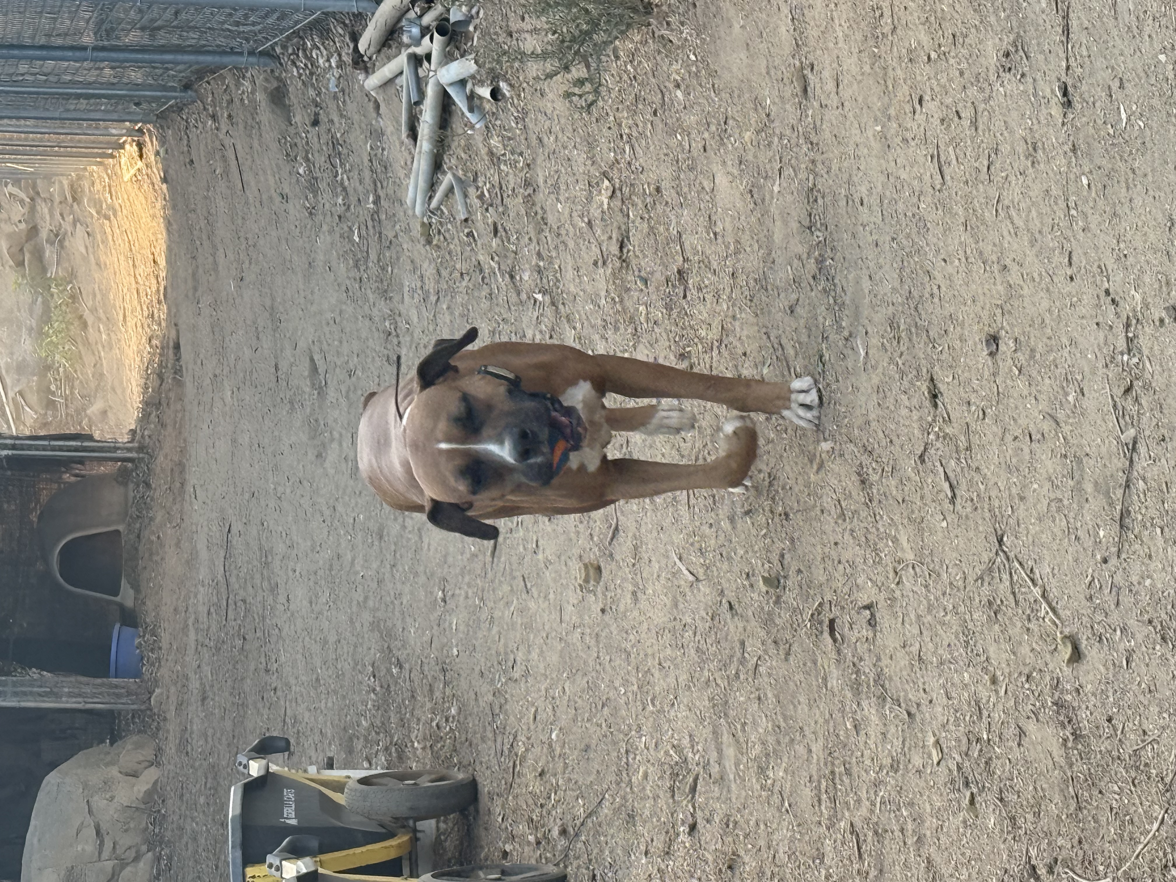 Maci, Adoptable, Adult Female Boxer & Pit Bull Terrier.