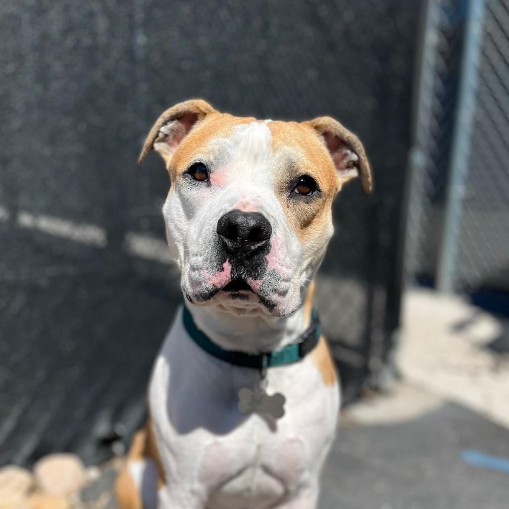 Jayce, Adoptable, Adult Male Boxer.