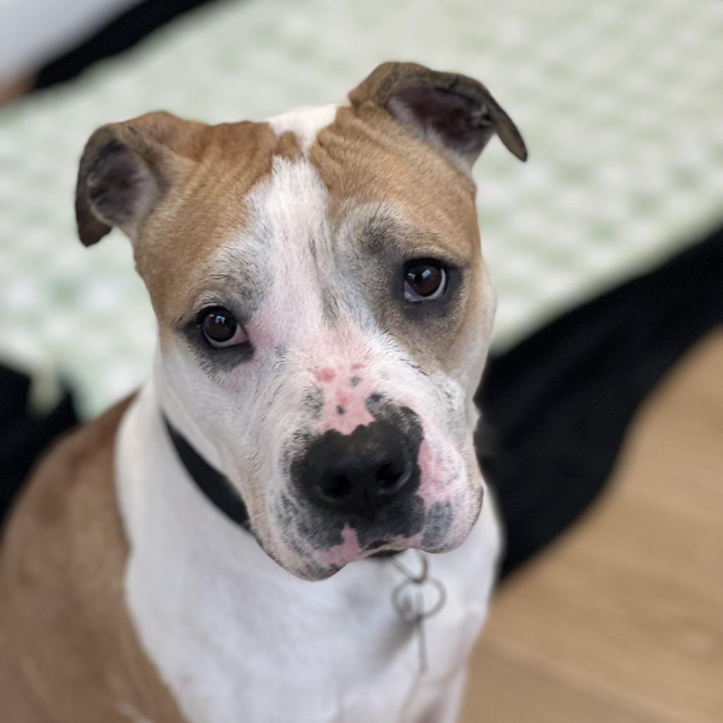 Enlarge Jayce, a Adoptable mixed breed in Chesapeake, VA image 2/6