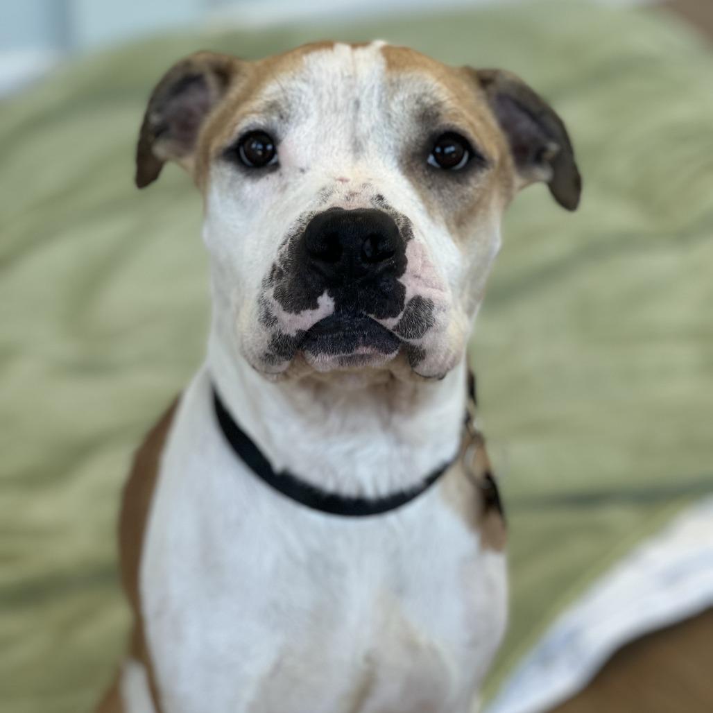 Enlarge Jayce, a Adoptable mixed breed in Chesapeake, VA image 3/6