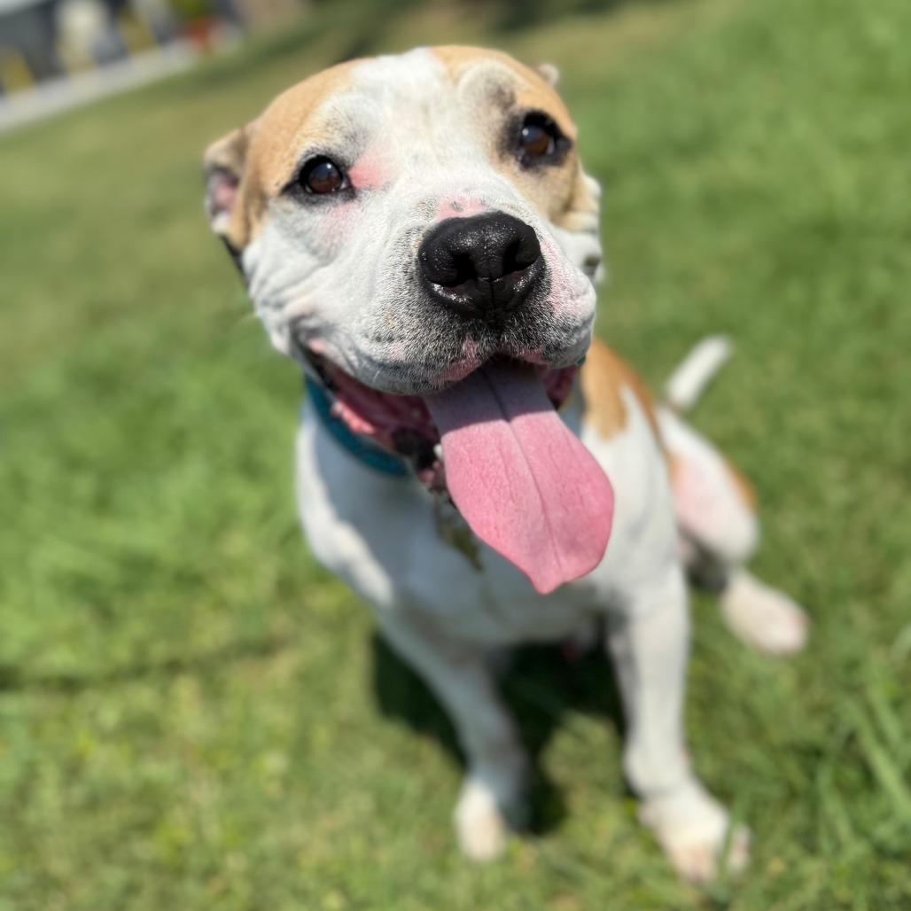 Enlarge Jayce, a Adoptable mixed breed in Chesapeake, VA image 4/6