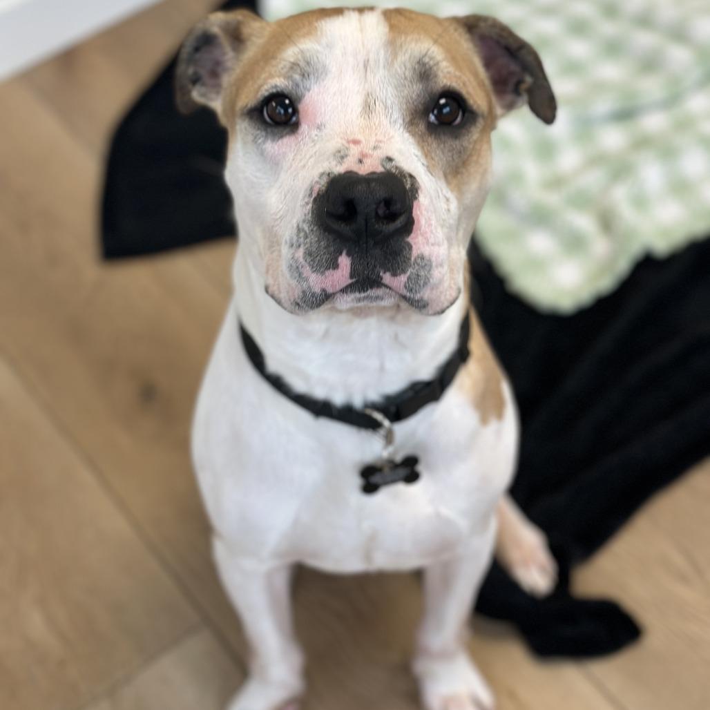 Enlarge Jayce, a Adoptable mixed breed in Chesapeake, VA image 5/6