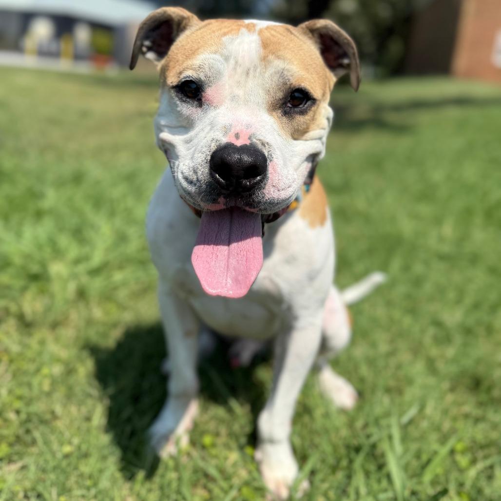 Enlarge Jayce, a Adoptable mixed breed in Chesapeake, VA image 6/6