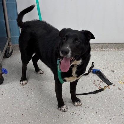 Enlarge Willow, a Adoptable mixed breed in Indianapolis, IN image 1/2