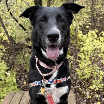 Enlarge Willow, a Adoptable mixed breed in Indianapolis, IN image 2/2