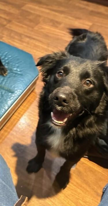 Enlarge Luna, a Adoptable mixed breed in New Albany, OH image 2/6