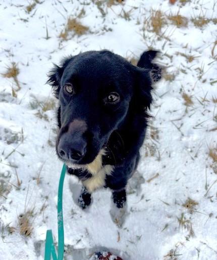 Enlarge Luna, a Adoptable mixed breed in New Albany, OH image 4/6