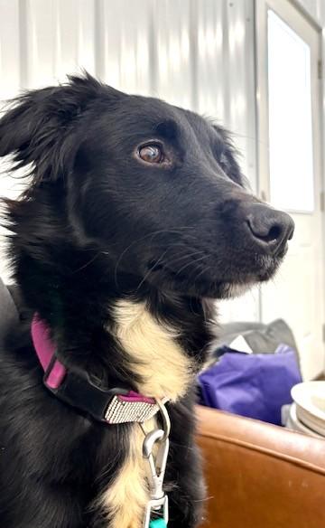 Enlarge Luna, a Adoptable mixed breed in New Albany, OH image 5/6