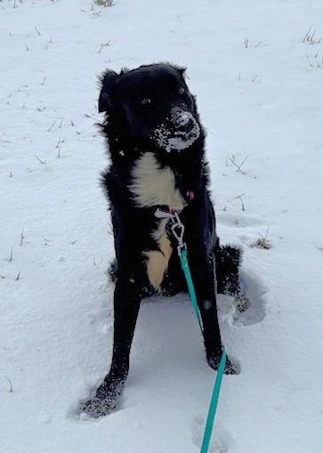 Enlarge Luna, a Adoptable mixed breed in New Albany, OH image 3/6