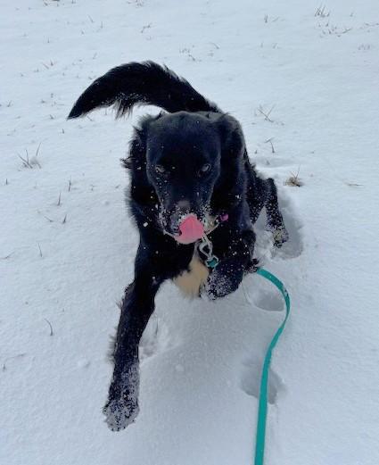 Enlarge Luna, a Adoptable mixed breed in New Albany, OH image 6/6
