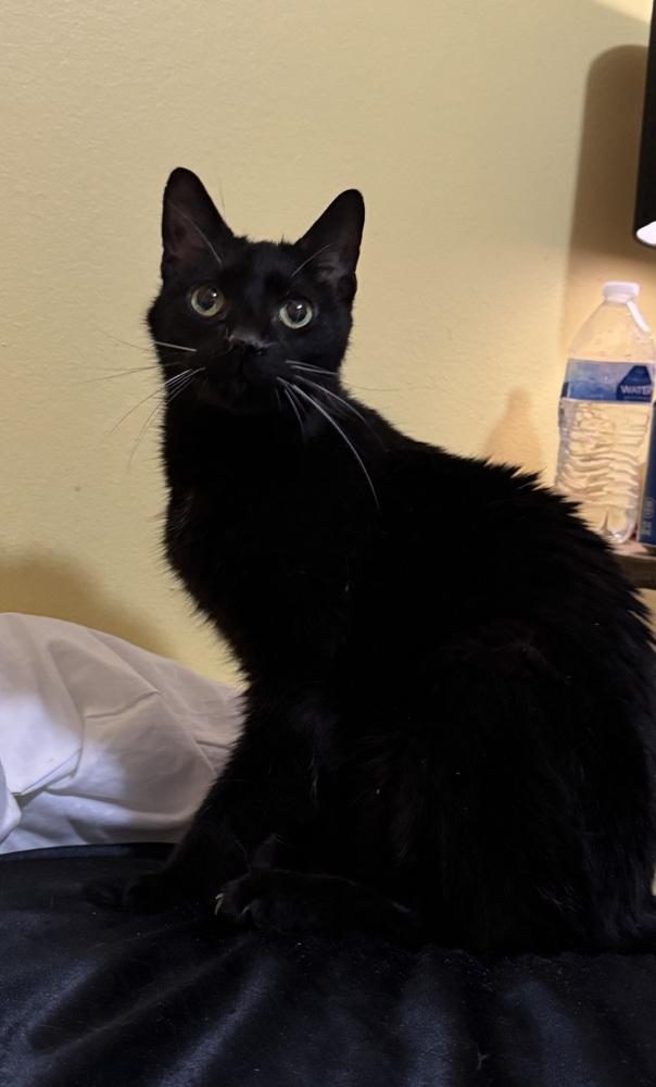 Scar, Adoptable, Adult Male Domestic Short Hair & Bombay.