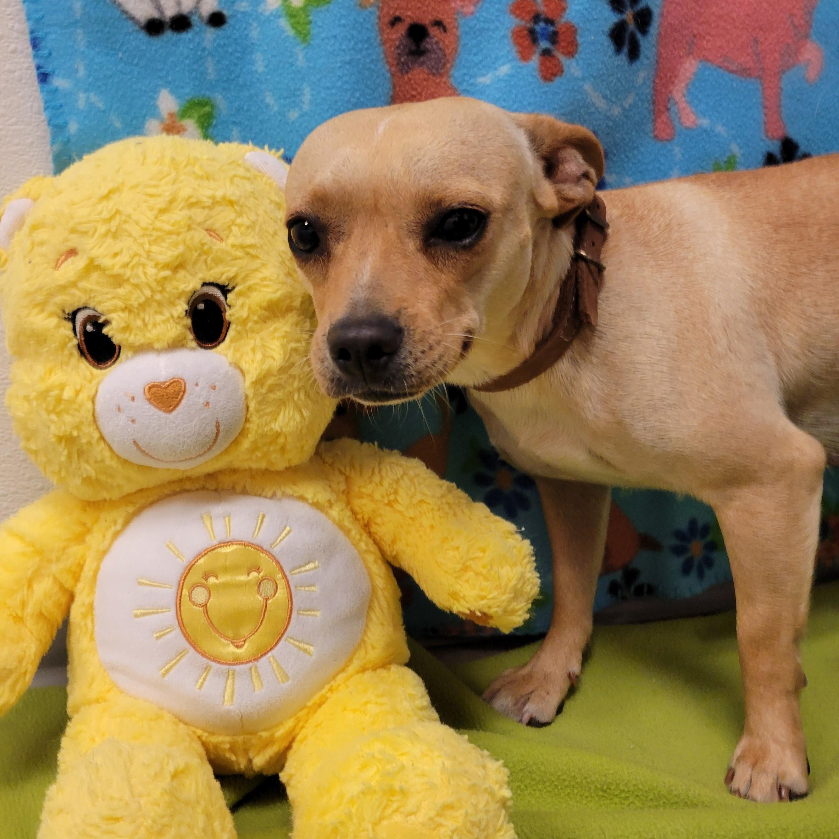 Enlarge Nala, a ADOPTABLE mixed breed in ALPINE, TX image 2/5