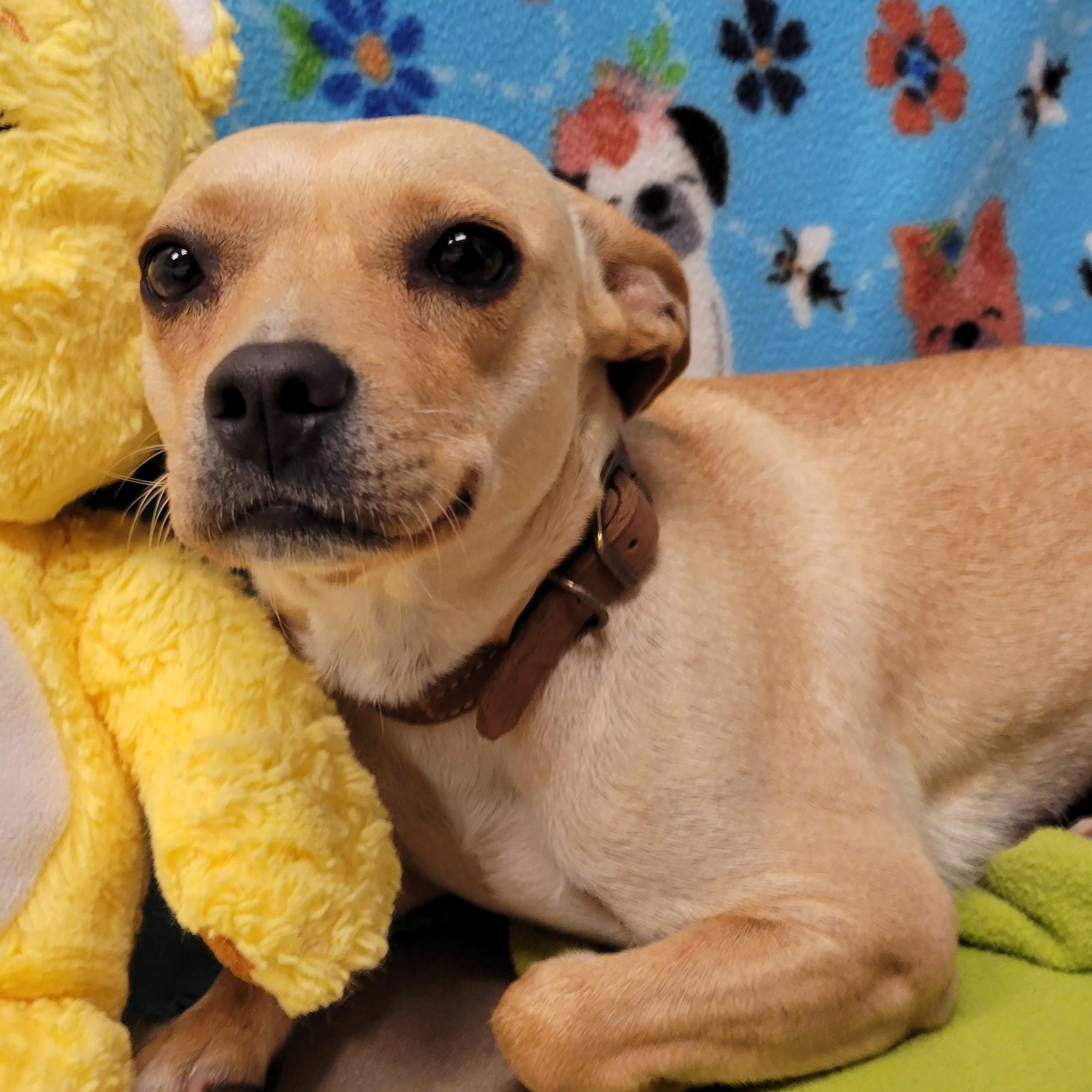 Enlarge Nala, a ADOPTABLE mixed breed in ALPINE, TX image 3/5