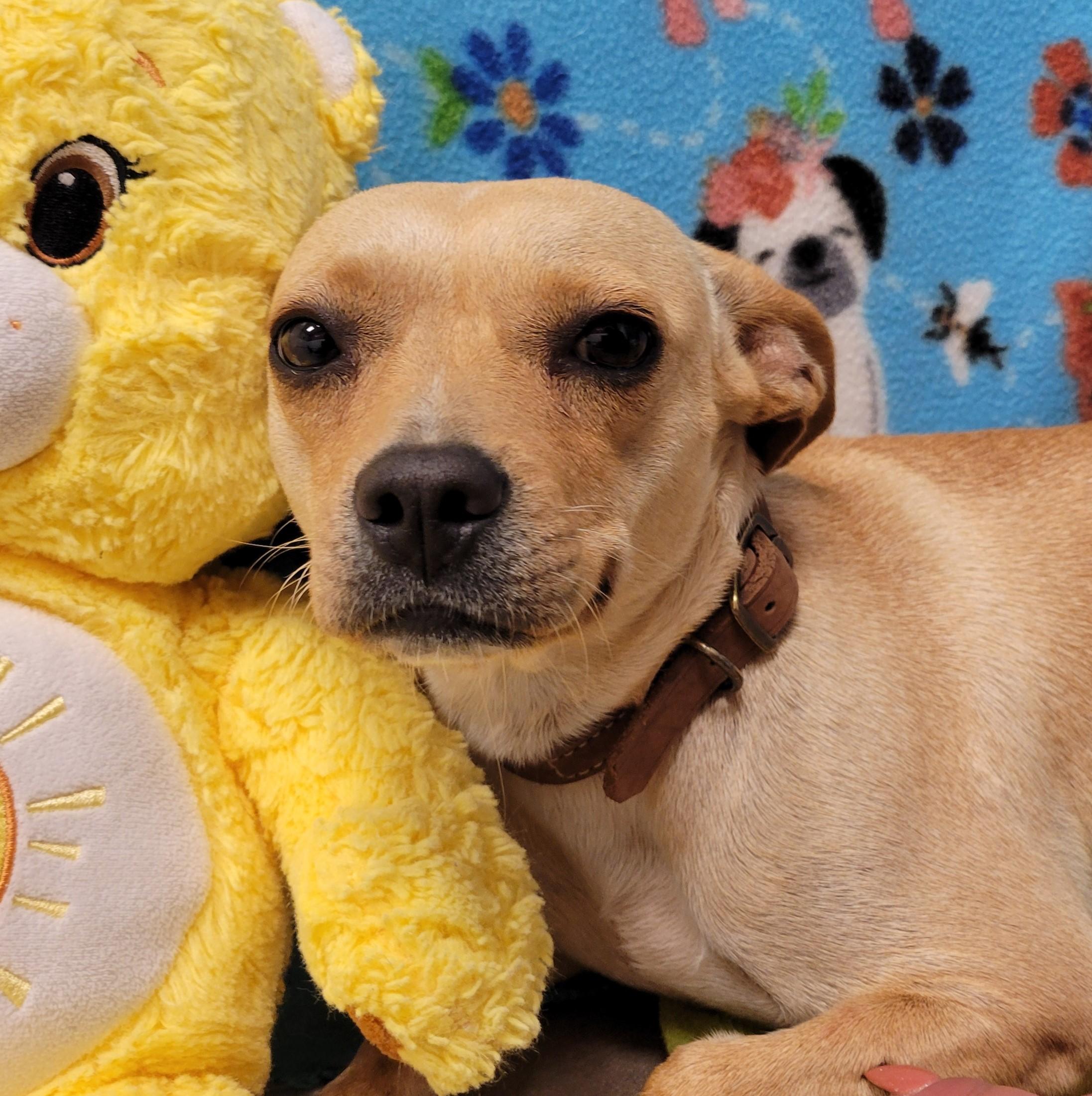 Enlarge Nala, a ADOPTABLE mixed breed in ALPINE, TX image 1/5