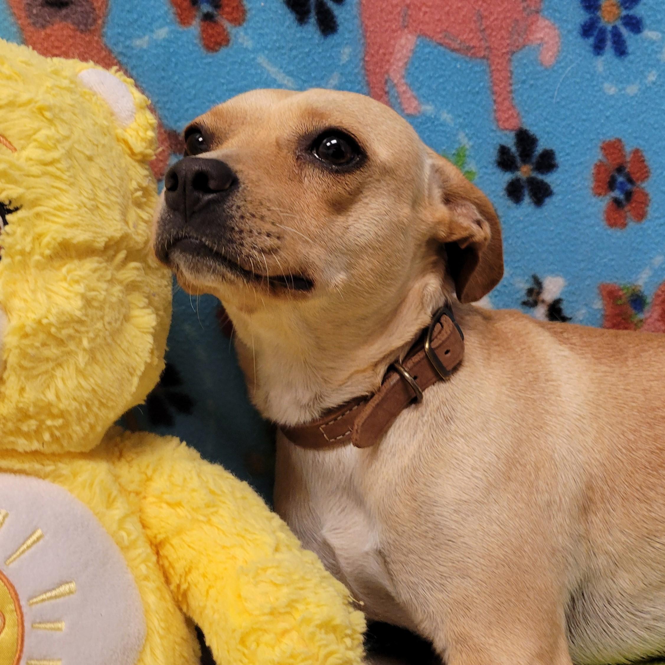 Enlarge Nala, a ADOPTABLE mixed breed in ALPINE, TX image 5/5