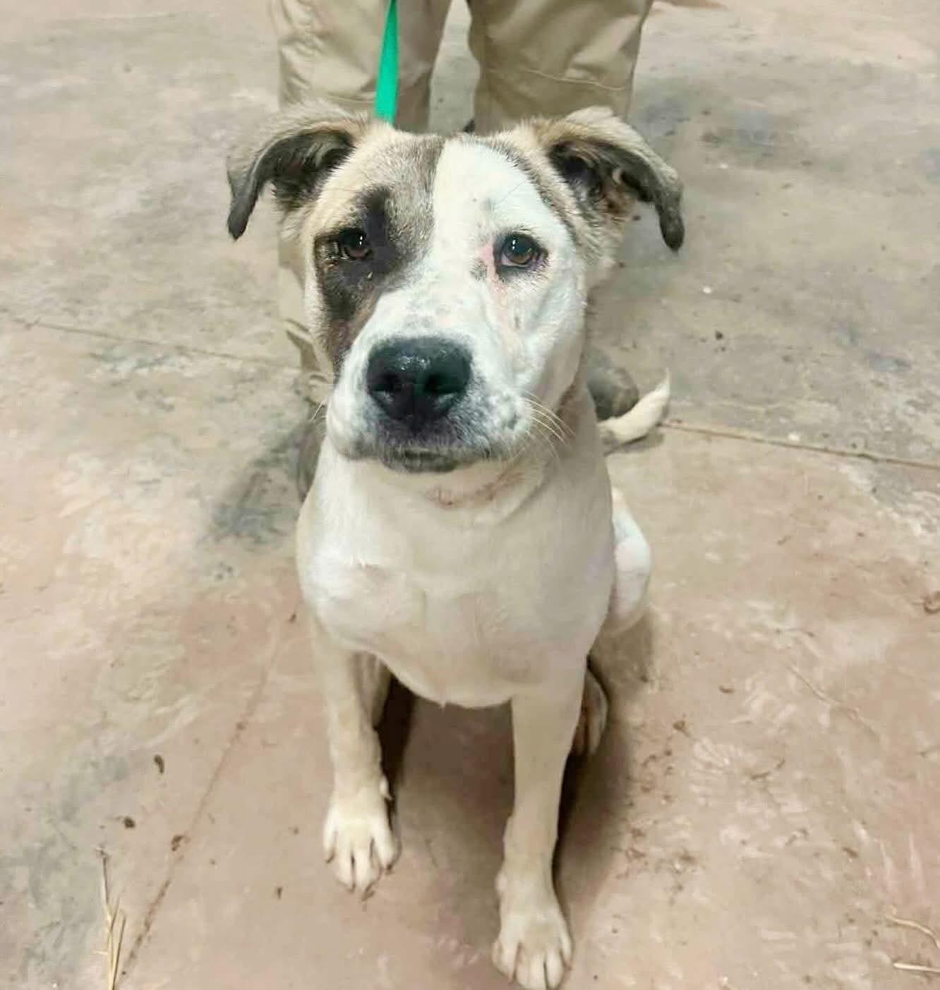 Donna, a Adopted mixed breed in Portales, NM image 2/2