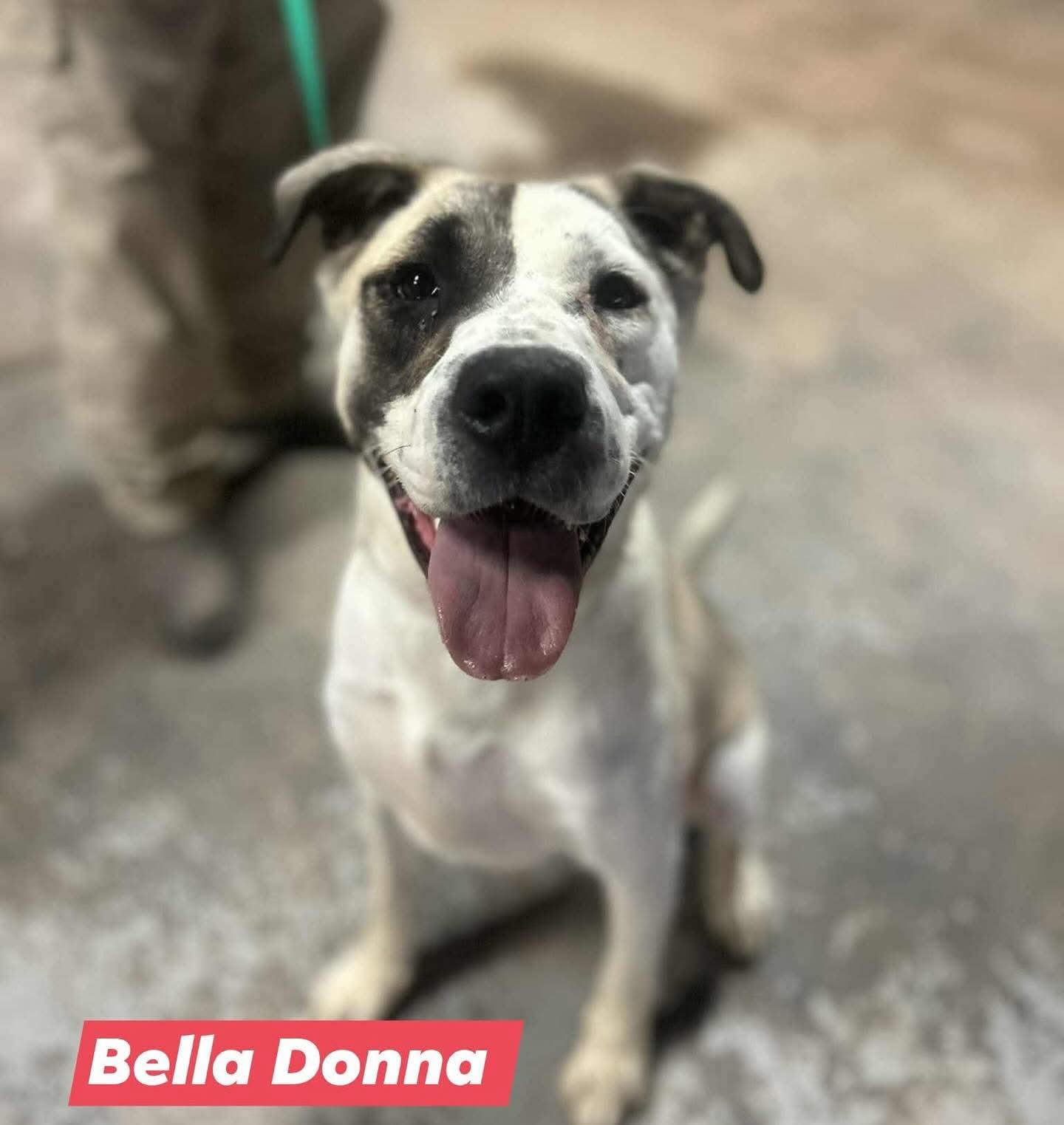 Donna, Adopted, Adult Female American Staffordshire Terrier.