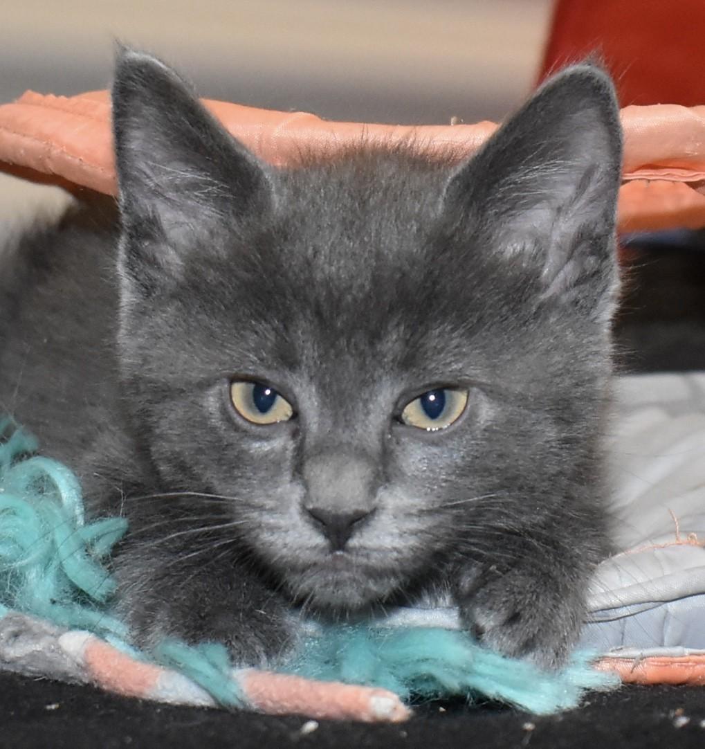 Enlarge Slate (with Pearlie), an adopted Domestic Short Hair in Silverton, OR image 5/6