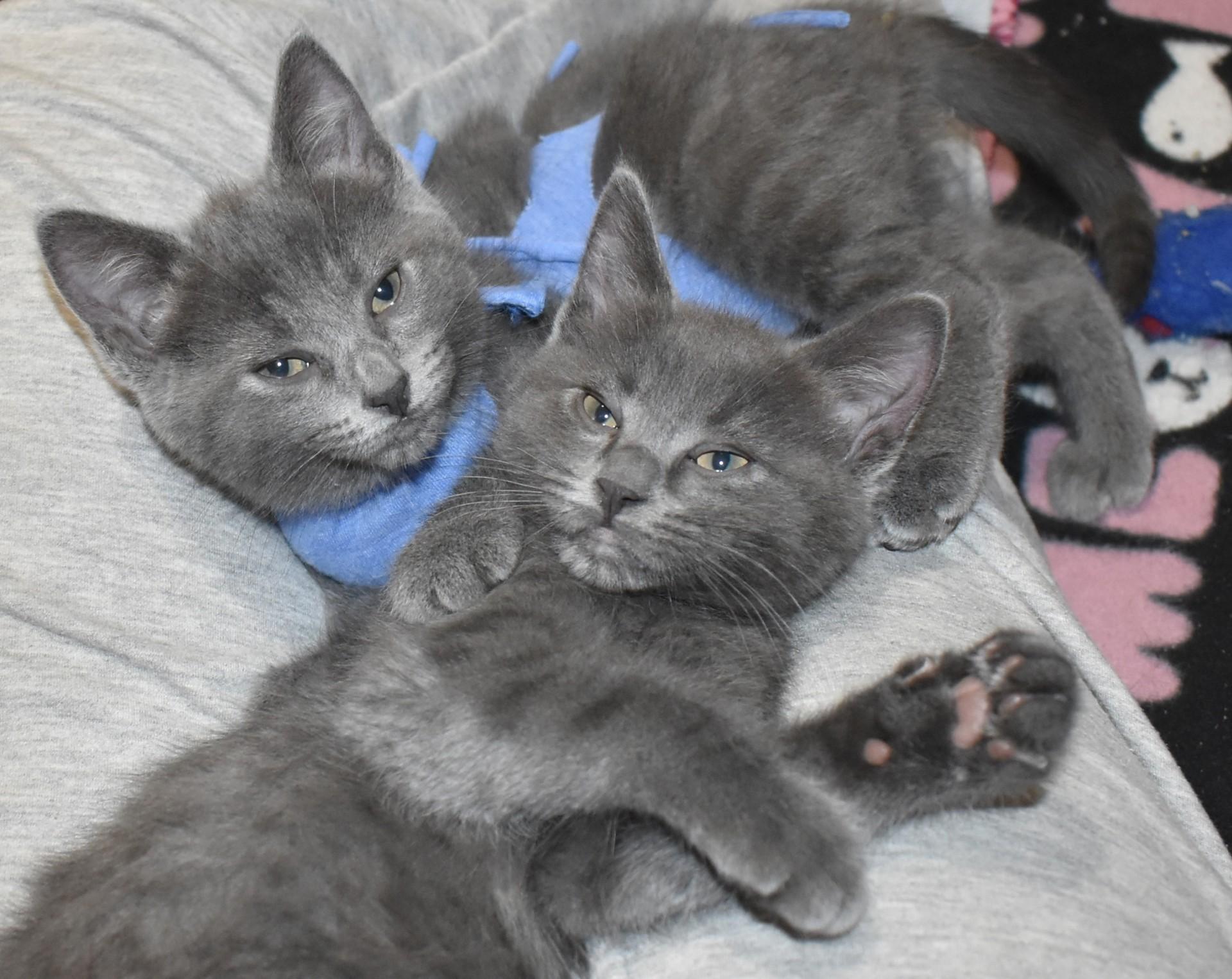 Enlarge Slate (with Pearlie), an adopted Domestic Short Hair in Silverton, OR image 6/6