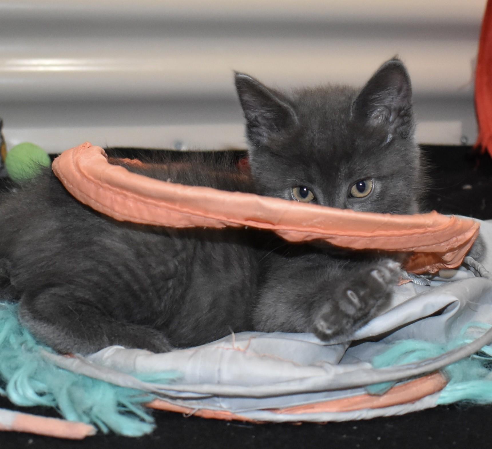 Enlarge Slate (with Pearlie), an adopted Domestic Short Hair in Silverton, OR image 4/6