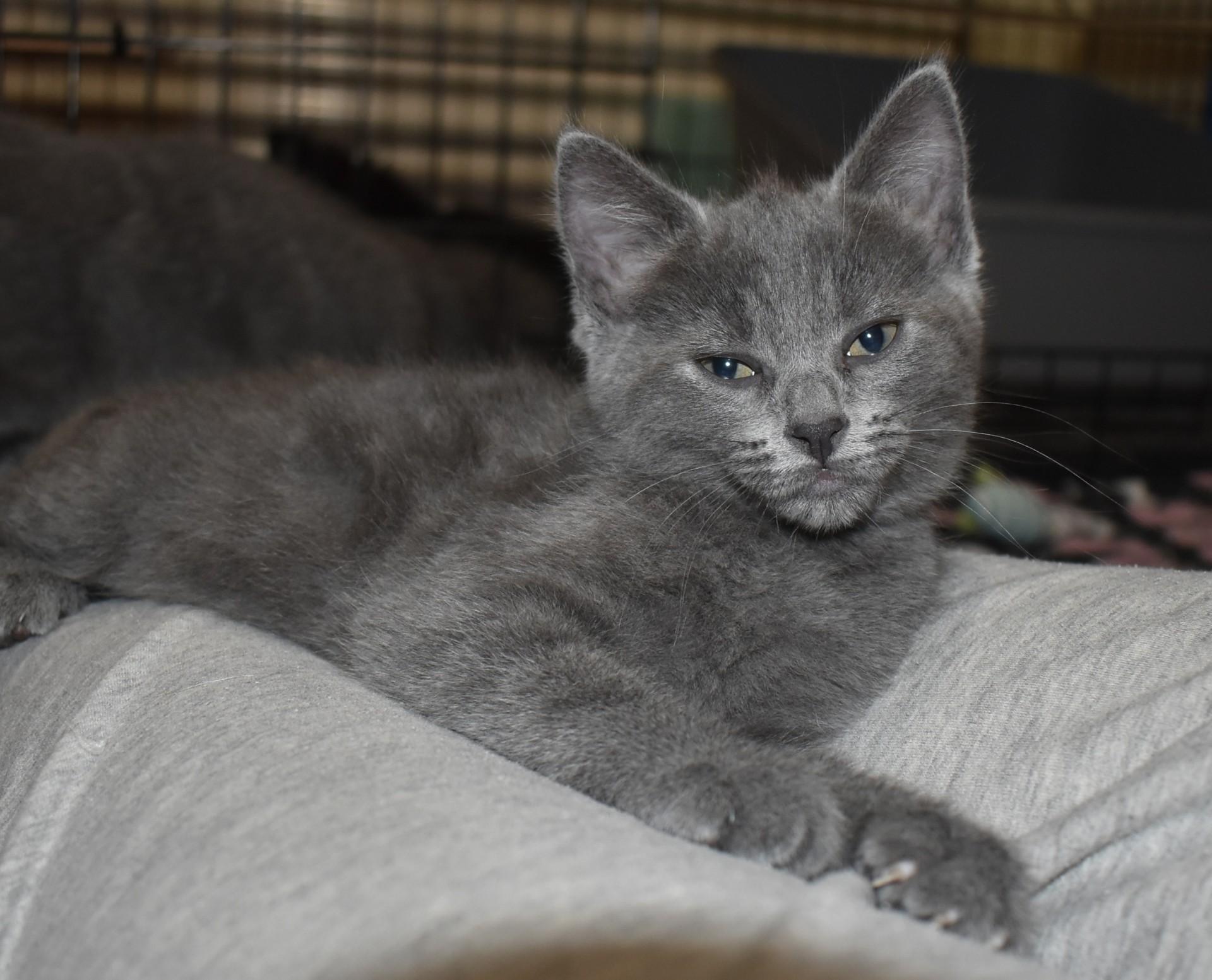 Enlarge Slate (with Pearlie), an adopted Domestic Short Hair in Silverton, OR image 1/6