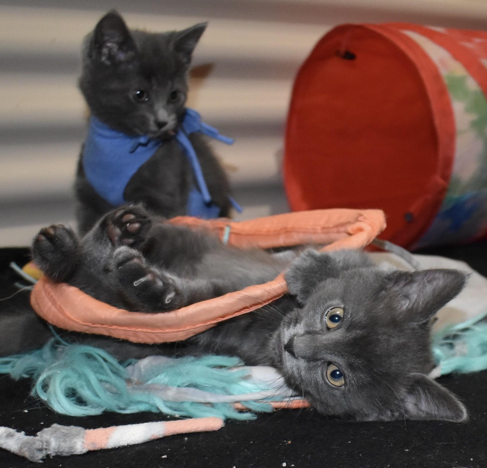 Enlarge Slate (with Pearlie), an adopted Domestic Short Hair in Silverton, OR image 3/6