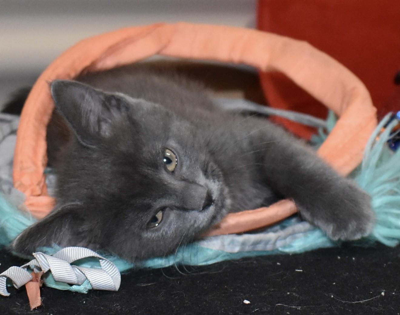 Enlarge Slate (with Pearlie), an adopted Domestic Short Hair in Silverton, OR image 2/6