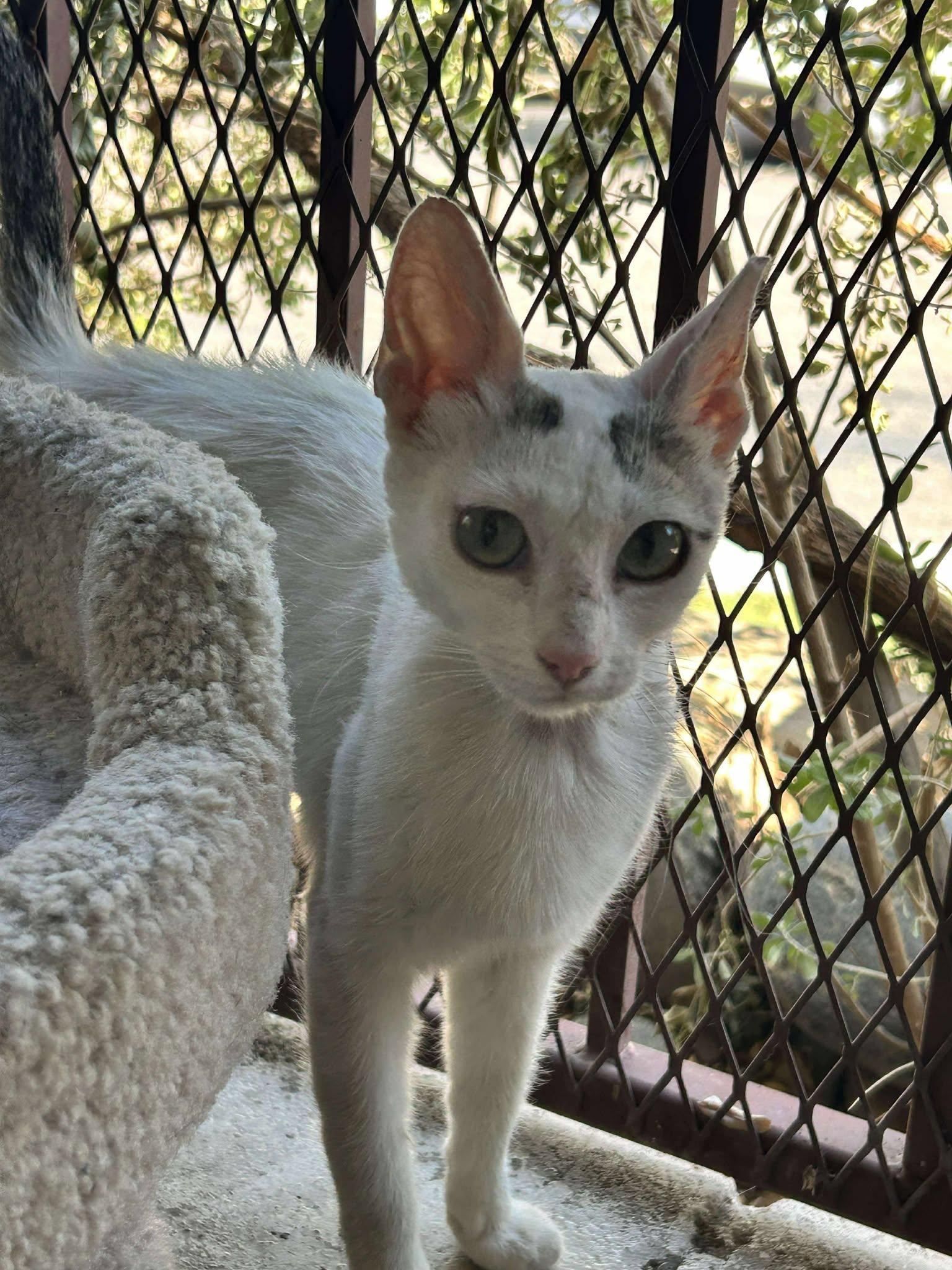 Lollipop, Young Female Domestic Short Hair