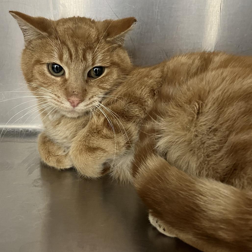 Chicklet, Adoptable, Adult Male Domestic Short Hair.