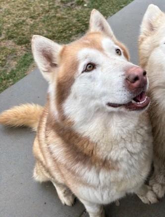 Alfita, a ADOPTABLE Alaskan Malamute in Pasco, WA image 4/6