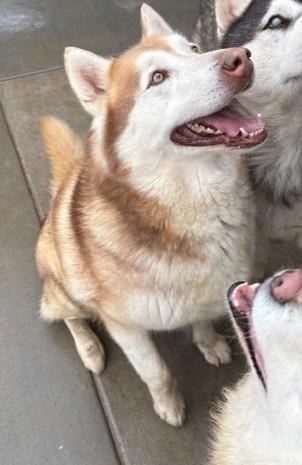 Alfita, a ADOPTABLE Alaskan Malamute in Pasco, WA image 5/6