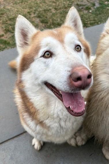 Alfita, a ADOPTABLE Alaskan Malamute in Pasco, WA image 1/6