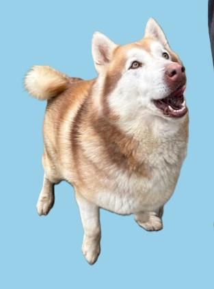 Alfita, a ADOPTABLE Alaskan Malamute in Pasco, WA image 2/6