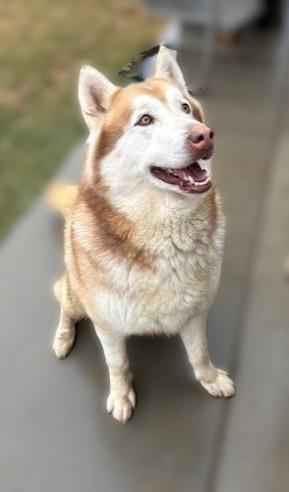 Alfita, a ADOPTABLE Alaskan Malamute in Pasco, WA image 6/6