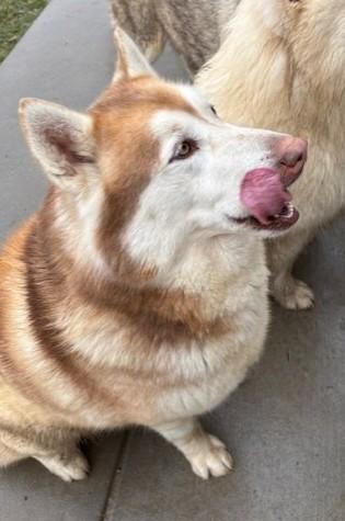 Alfita, a ADOPTABLE Alaskan Malamute in Pasco, WA image 3/6