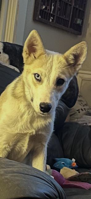 Stella, ADOPTABLE, Young Female Siberian Husky.